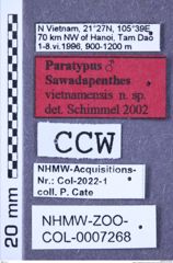 Etiketten zu Sawadapenthes vietnamensis (Schimmel, 2004) (NHMW-ZOO-COL-0007268)